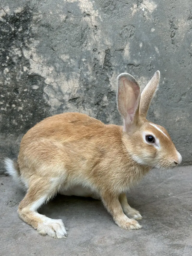 Rabbits pairs — photo 10