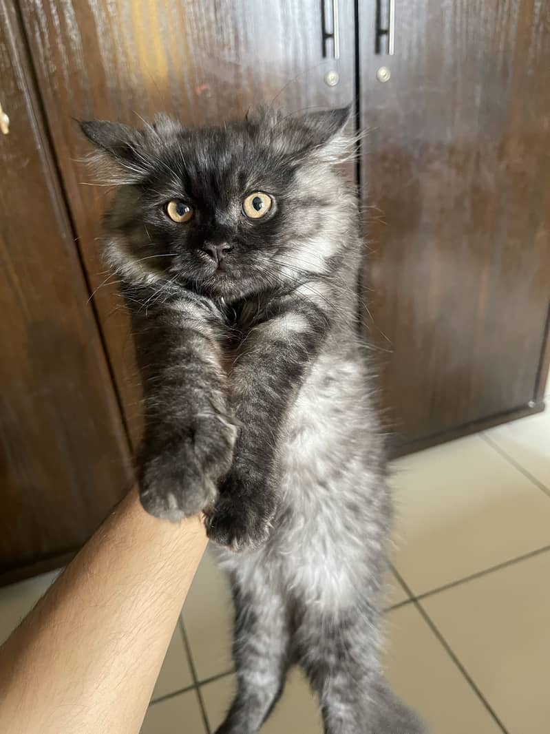 Persian Kitten 0