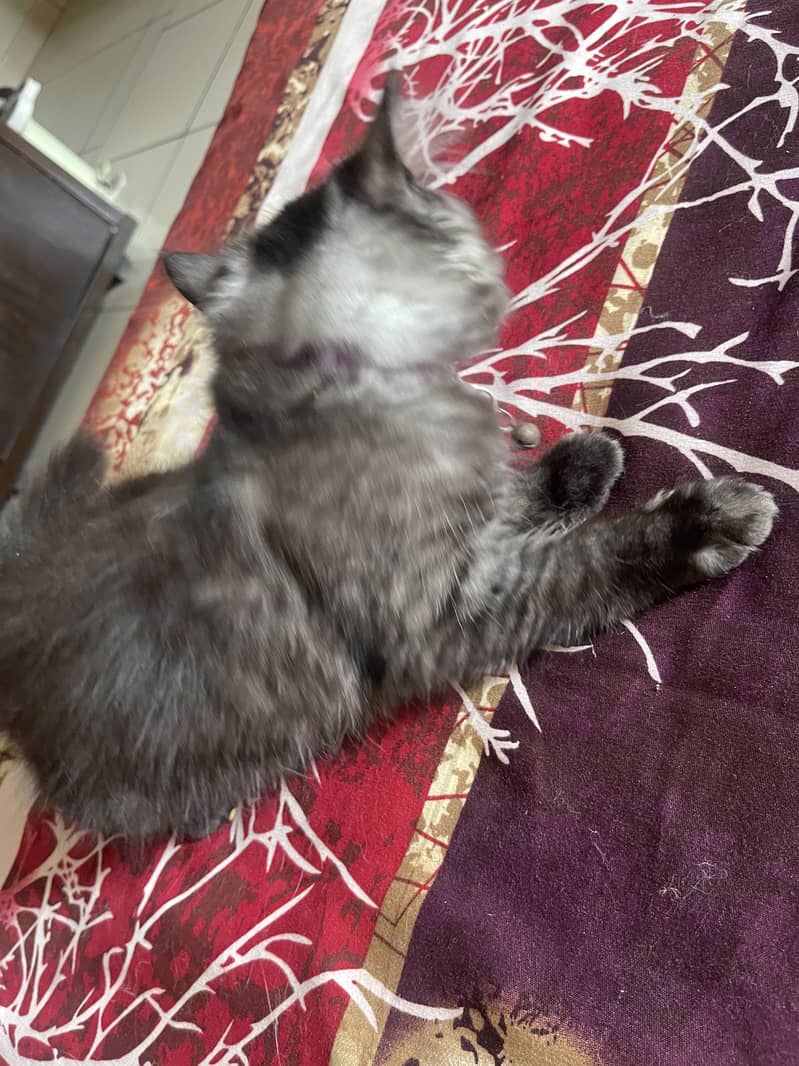 Persian Kitten 1