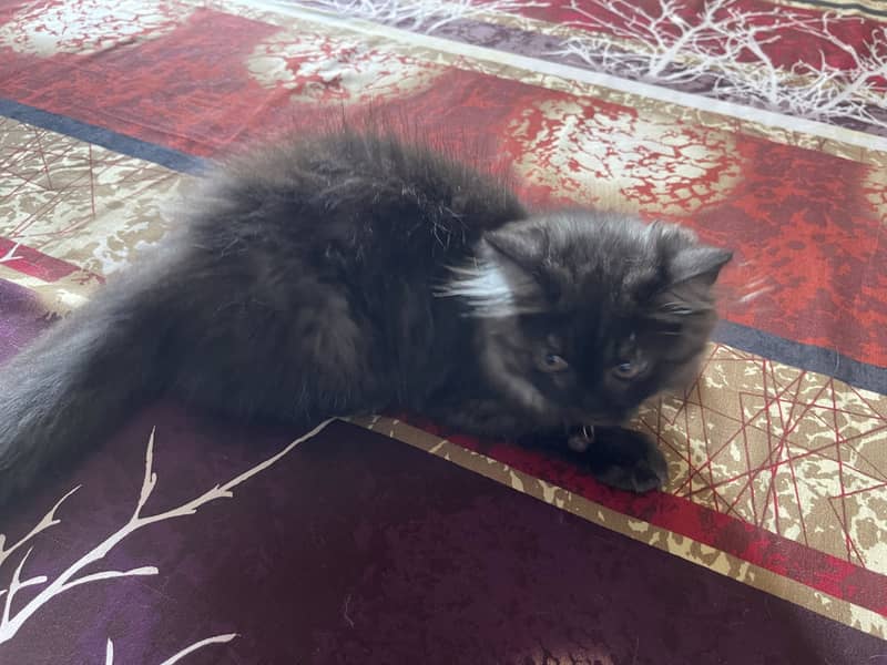 Persian Kitten 2
