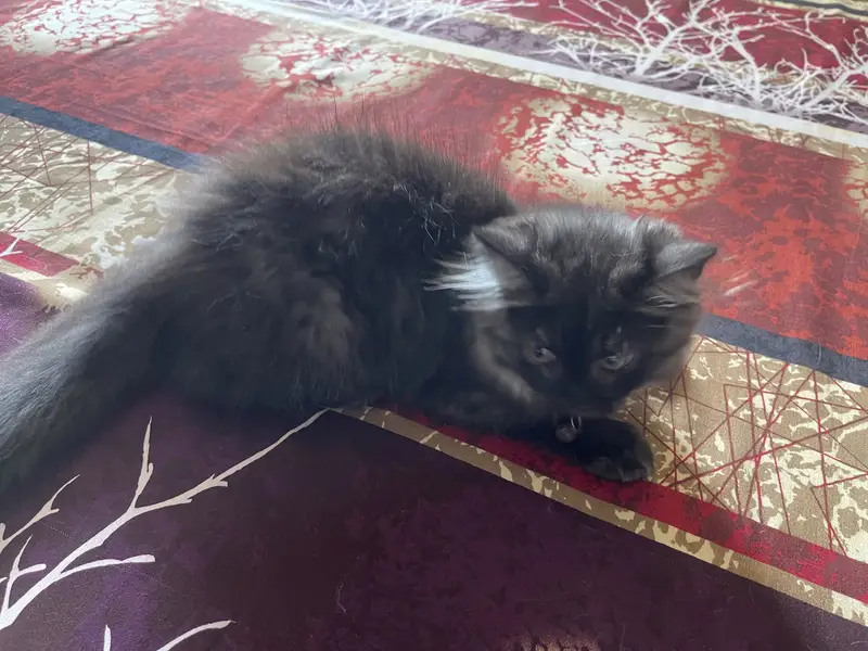 Persian Kitten — photo 3