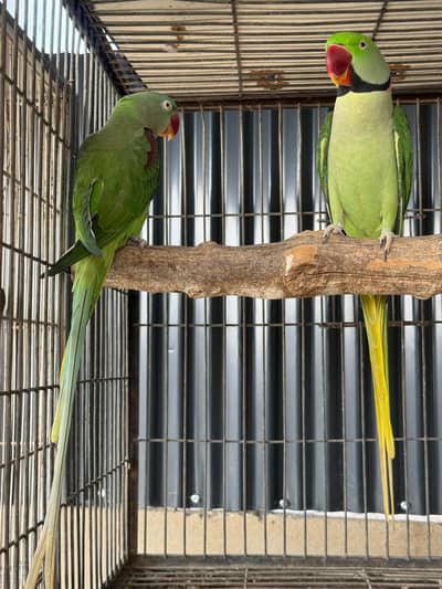 Rew Breeding Pair Jumbo Size