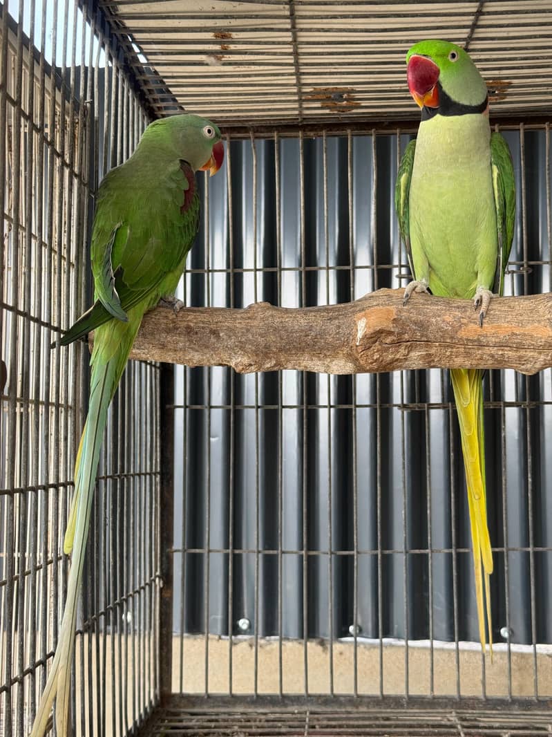 Rew Breeding Pair Jumbo Size 0