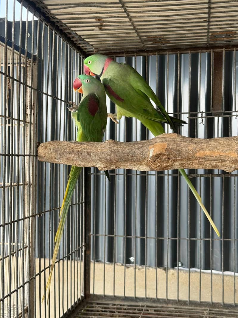 Rew Breeding Pair Jumbo Size 1