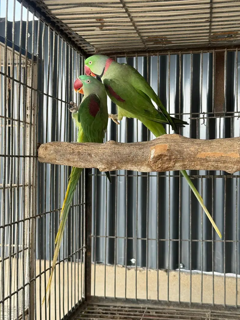 Rew Breeding Pair Jumbo Size — photo 2