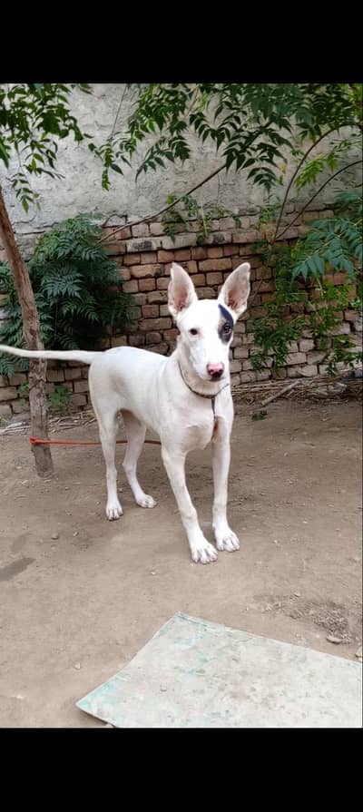 Gultar Female 4 month