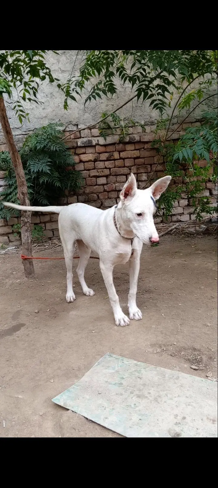 Gultar Female 4 month — photo 2