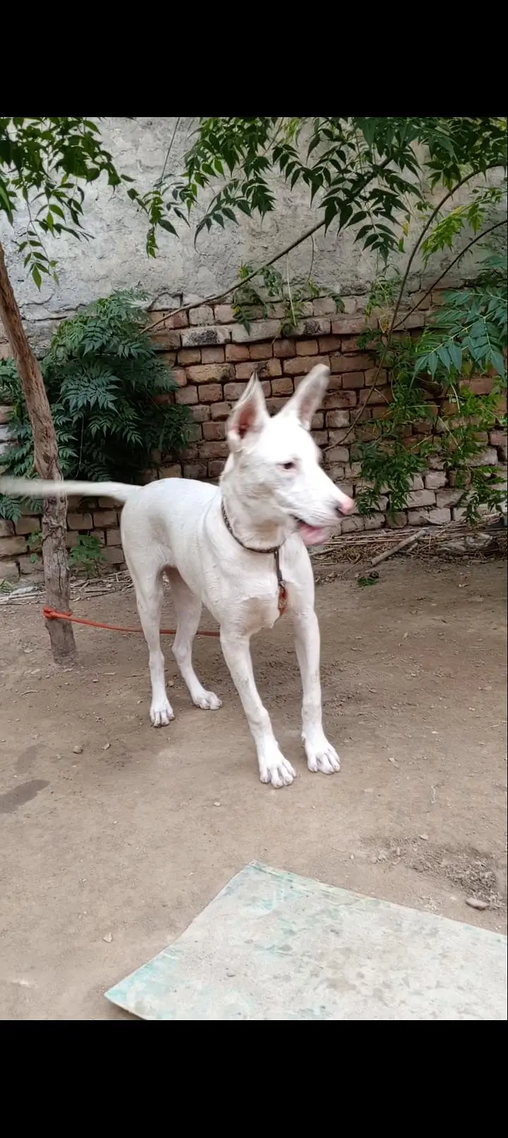 Gultar Female 4 month — photo 3