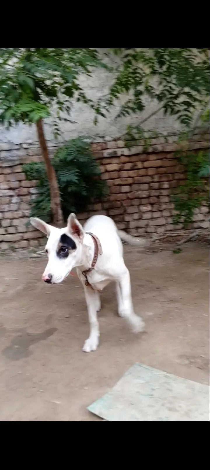 Gultar Female 4 month — photo 4