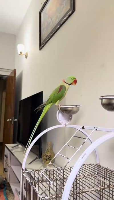 Kashmiri raw parrot for sale single and pair available