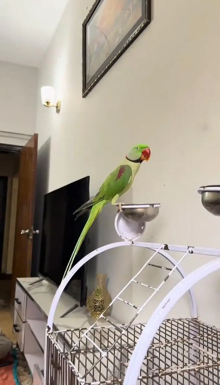 Kashmiri raw parrot for sale single and pair available — photo 2