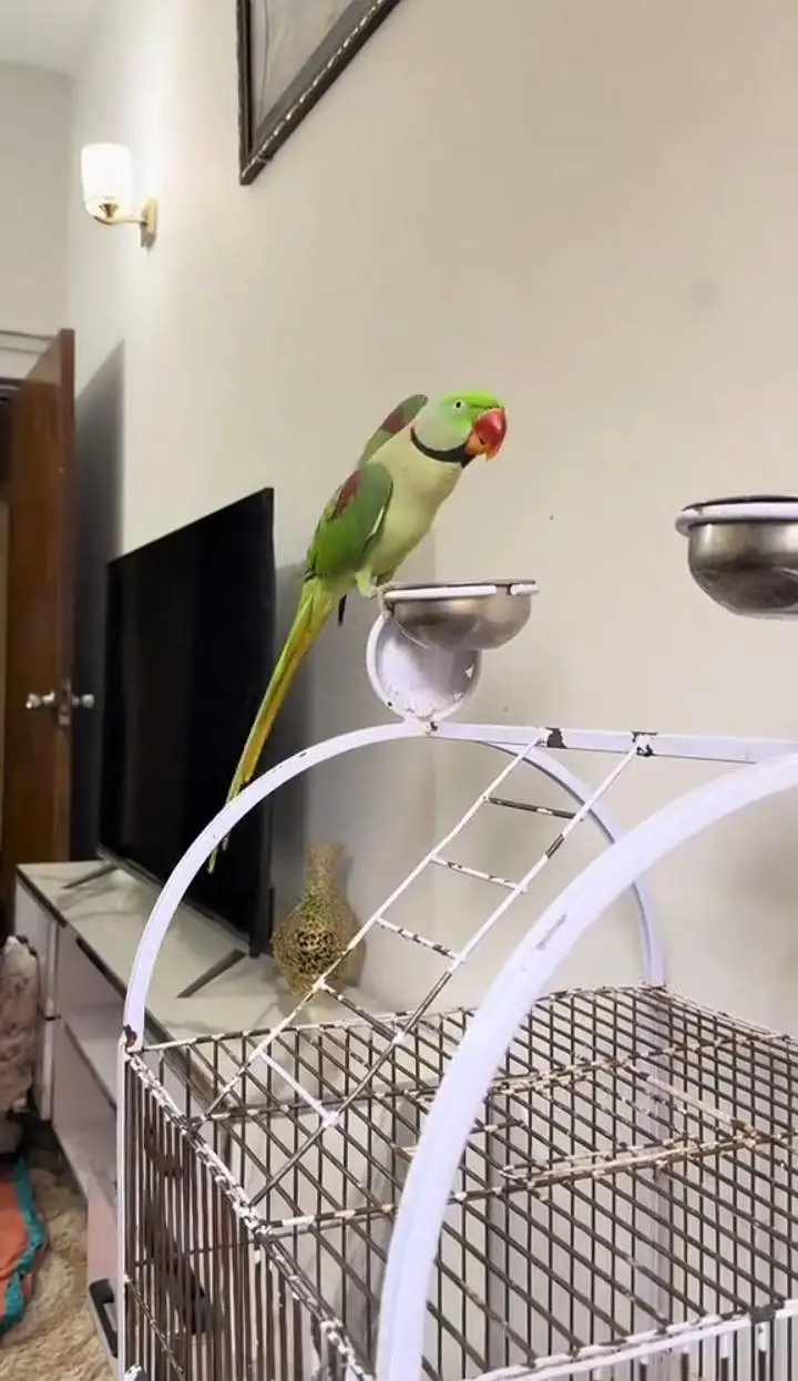Kashmiri raw parrot for sale single and pair available — photo 4