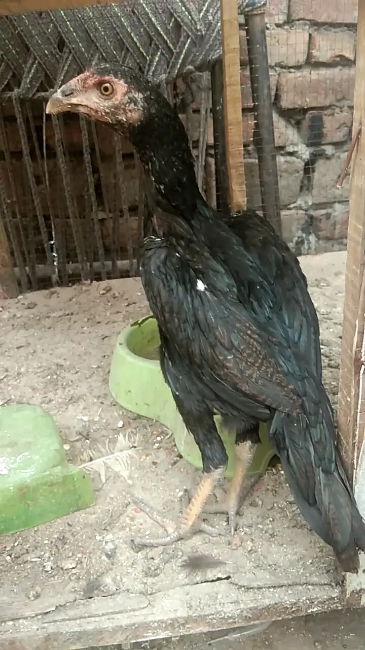 Burmi patha age almost 3 month only call and chat — photo 3