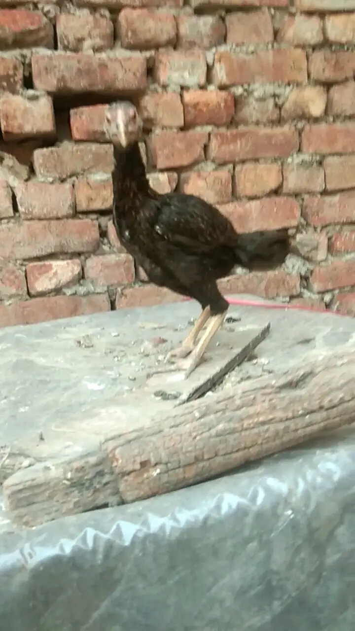 Burmi patha age almost 3 month only call and chat — photo 4