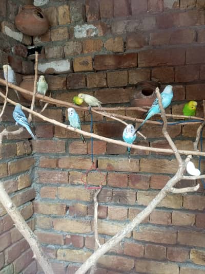 Home breeder budgies