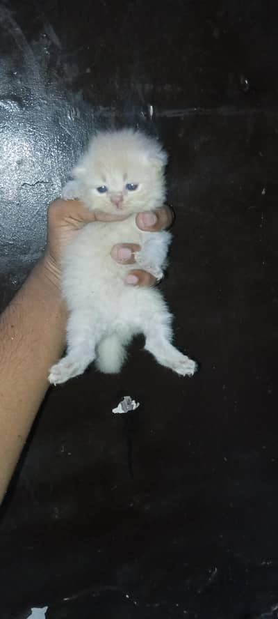 persion Male & Female kittens