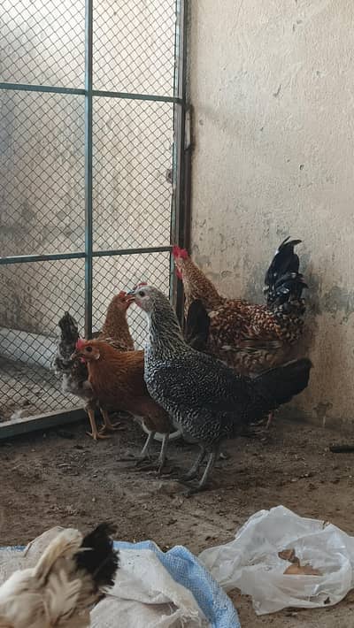 EGGS LYING HENS