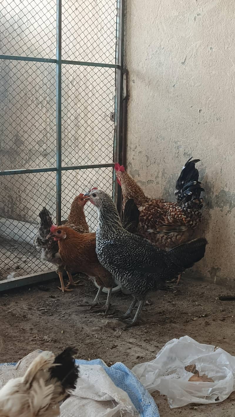 EGGS LYING HENS 0