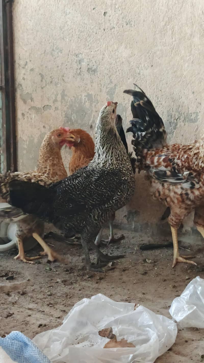 EGGS LYING HENS 1