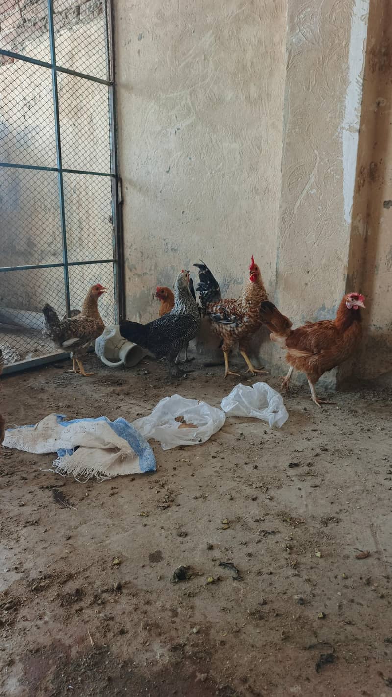EGGS LYING HENS 2