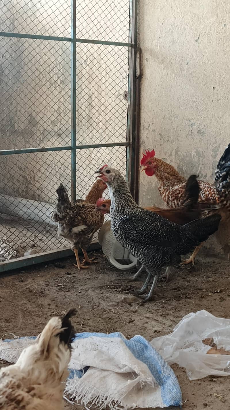 EGGS LYING HENS 3