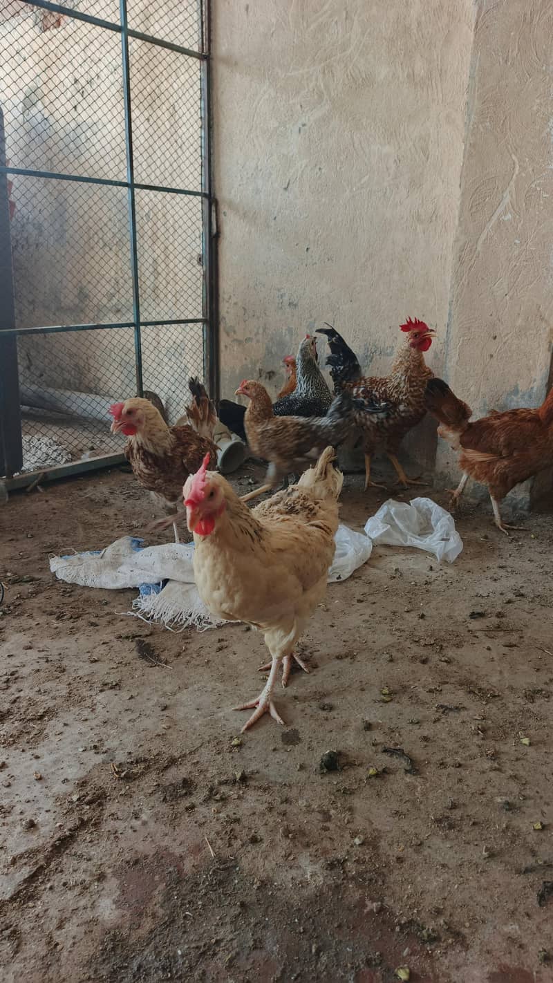 EGGS LYING HENS 4