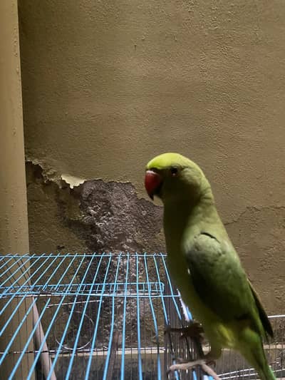 selling Indian ringneck pair