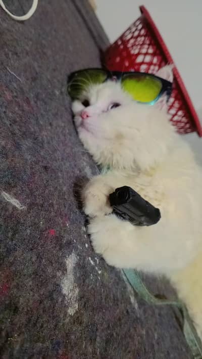 male cat