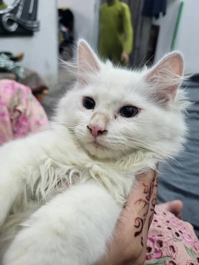 Persian cat (female)