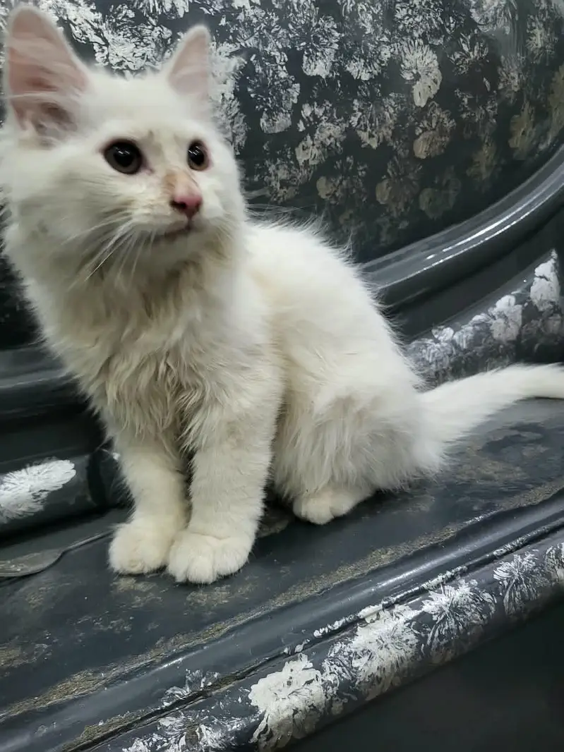 Persian cat (female) — photo 2