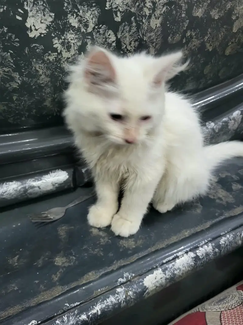 Persian cat (female) — photo 4