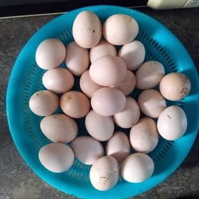 golden misri male female lyny k liay rabta mrain egg b mil jay gy
