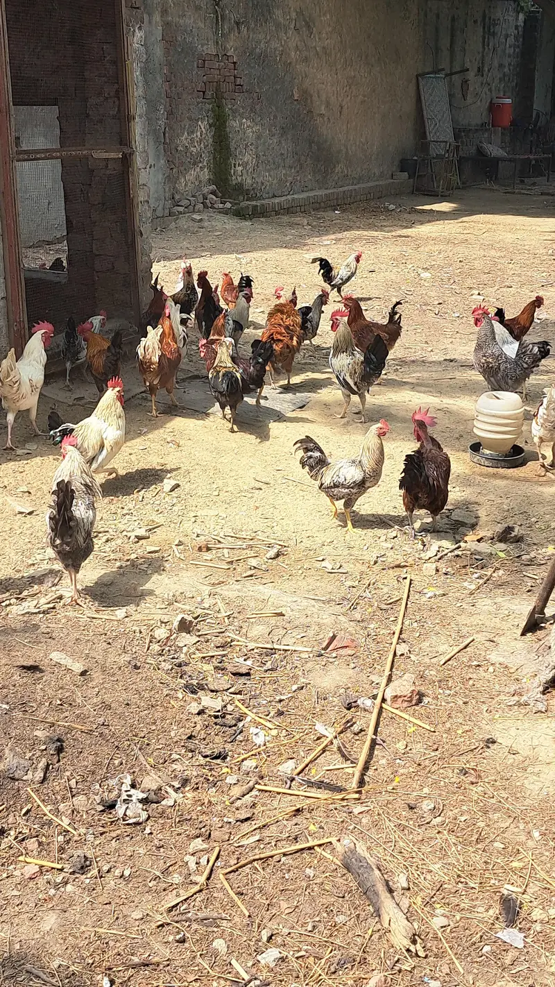 golden misri male female lyny k liay rabta mrain egg b mil jay gy — photo 2