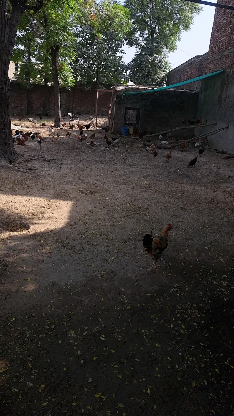 golden misri male female lyny k liay rabta mrain egg b mil jay gy — photo 3