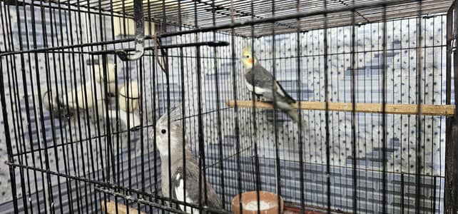cockatie breeder birds pair born from different mutations