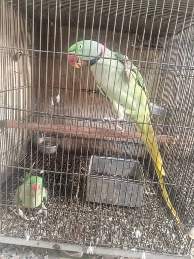raw parrot