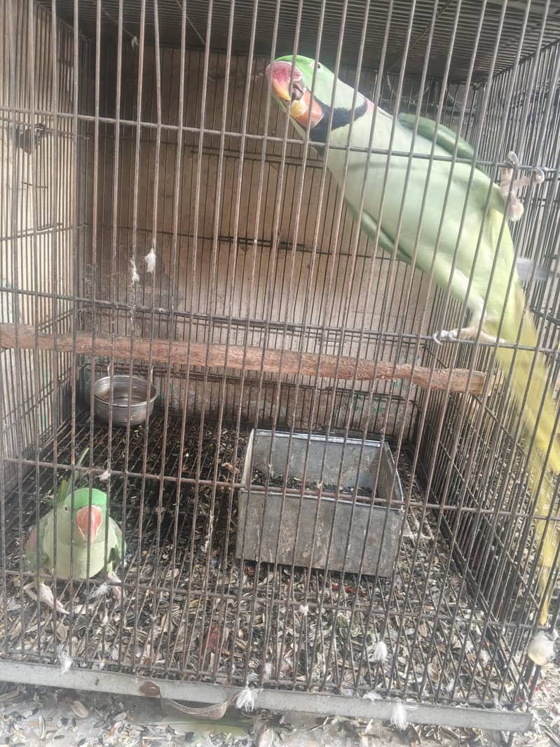 raw parrot 1