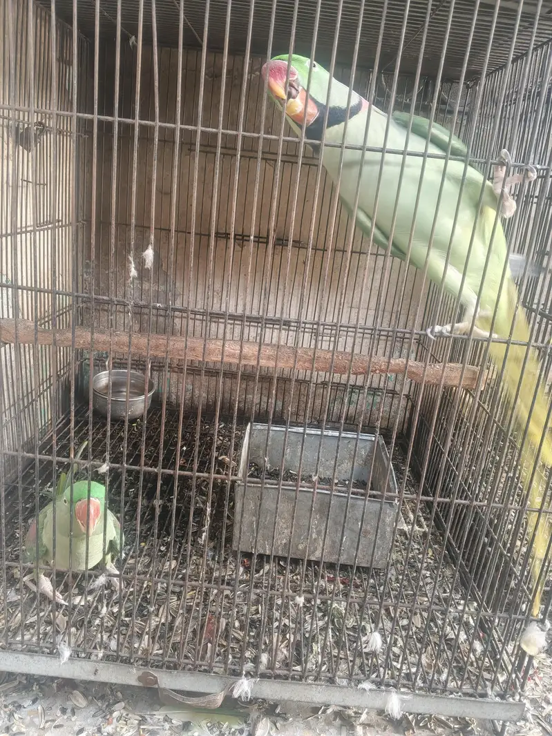 raw parrot — photo 2