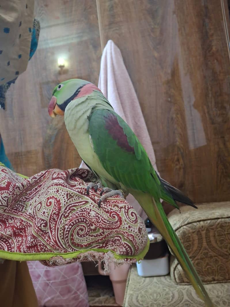 hanid time 2