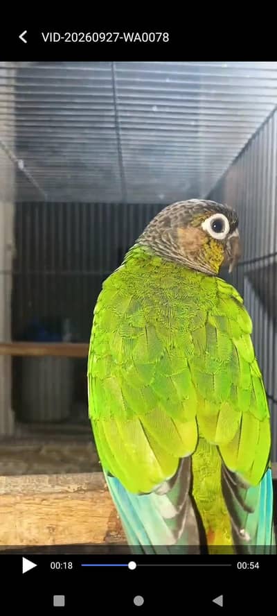 green chik cnore all ok bird