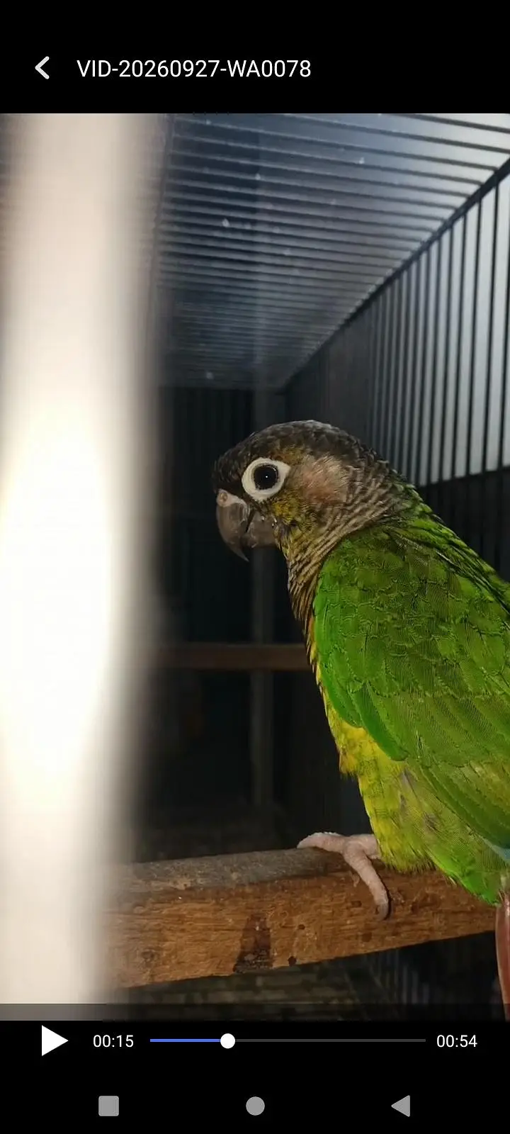 green chik cnore all ok bird — photo 2