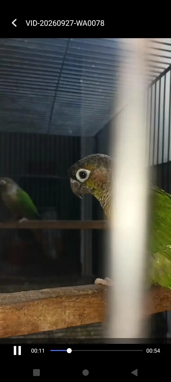 green chik cnore all ok bird — photo 3
