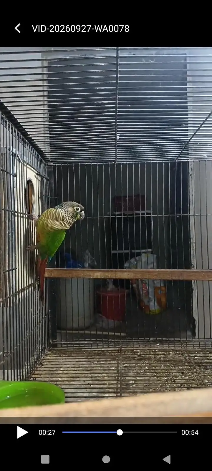 green chik cnore all ok bird — photo 4