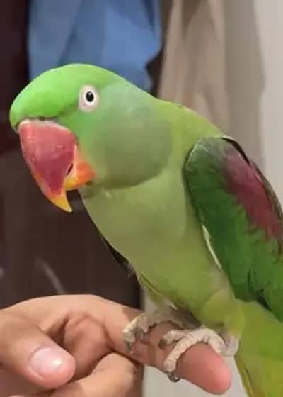 kashmiri parrots