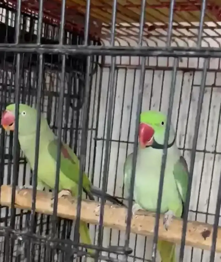 kashmiri parrots — photo 2
