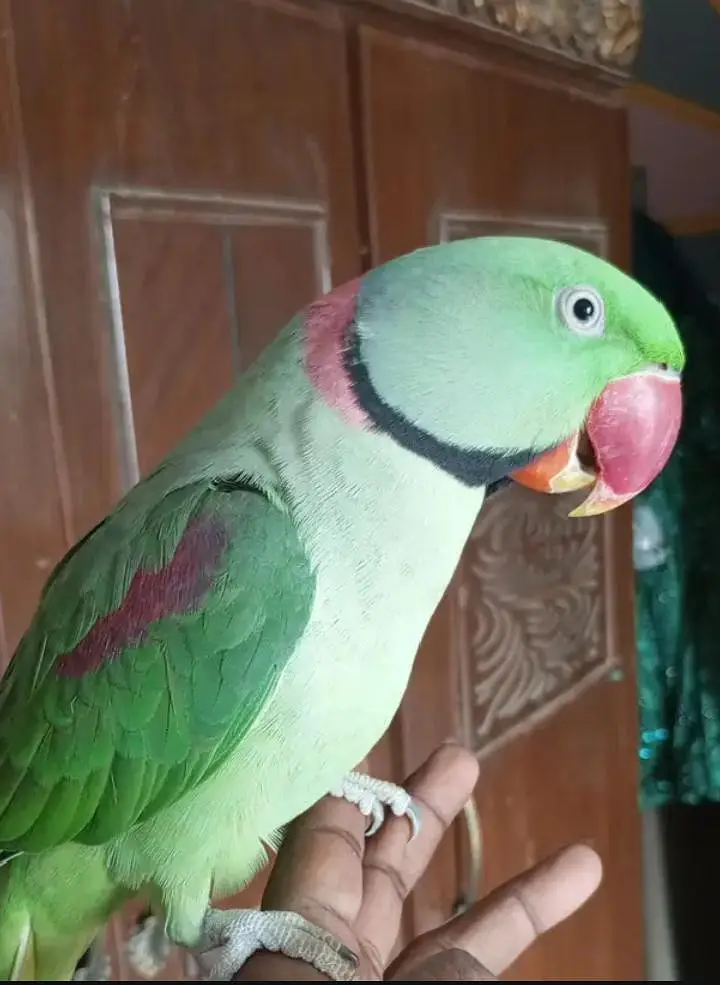 kashmiri parrots — photo 3