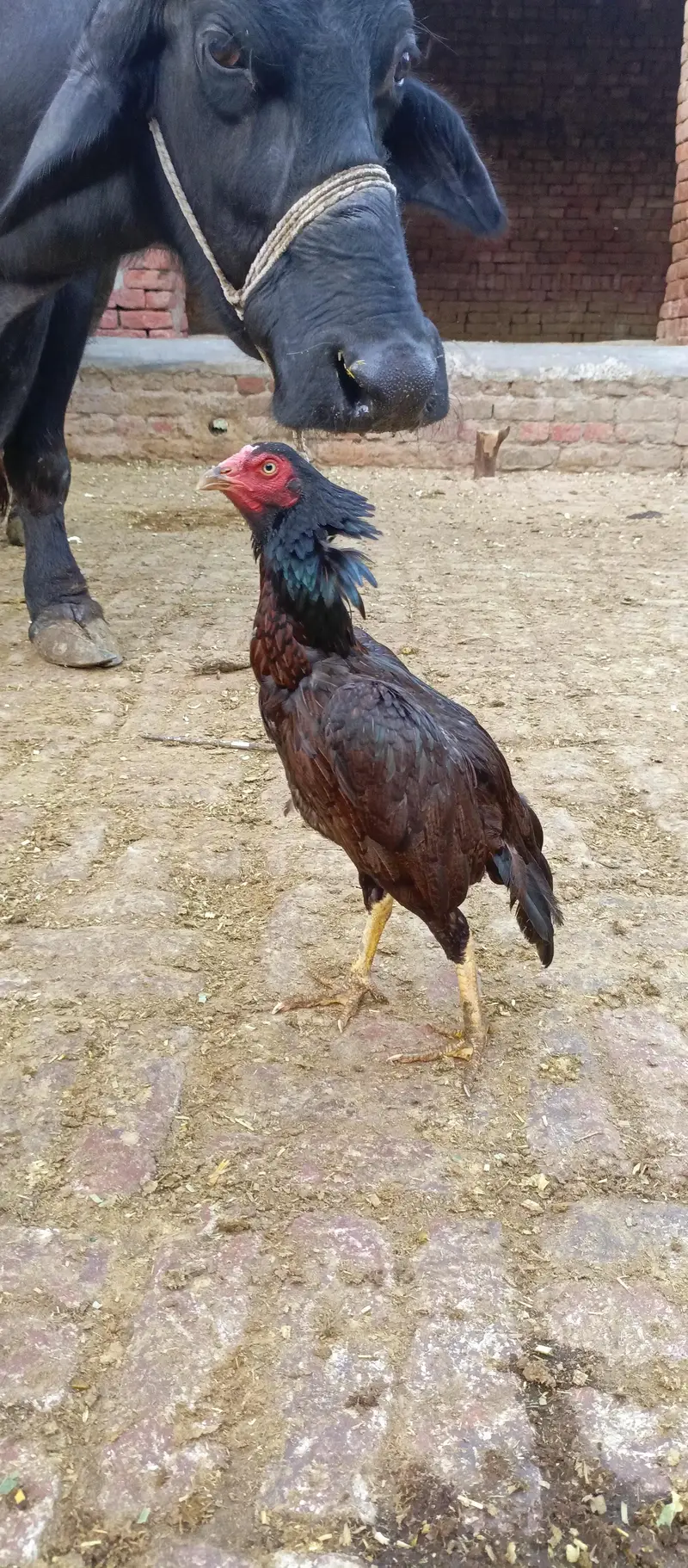 for sell — photo 2