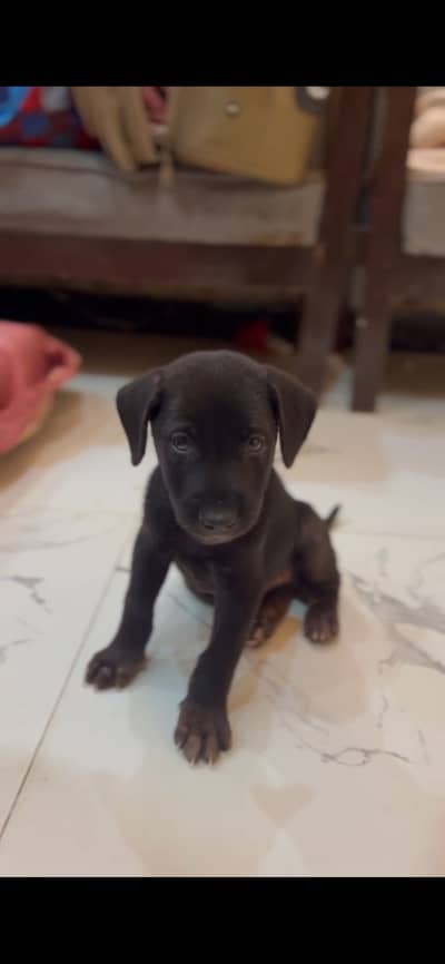 Black Labrador puppy