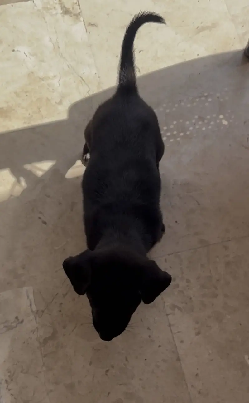Black Labrador puppy — photo 2