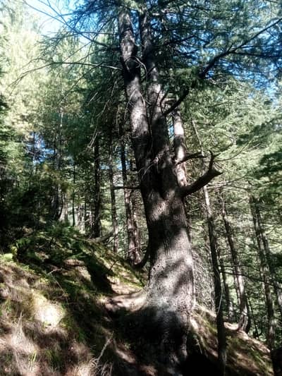 Deaodhar wood (diyar)